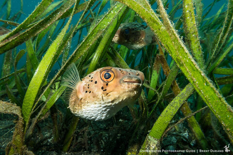 A pufferfish smiles from inside some sea grass. Canon G7 X II in Fantasea housing. Lembeh Strait. Photo: Brent Durand