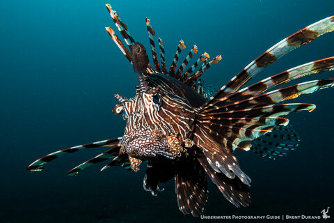 A lionfish eyes the FG7X II while in Lembeh. Photo: Brent Durand