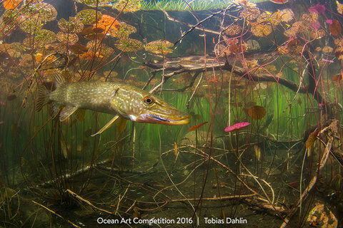"The World of a Pike" 1st Place - Tobias Dahlin