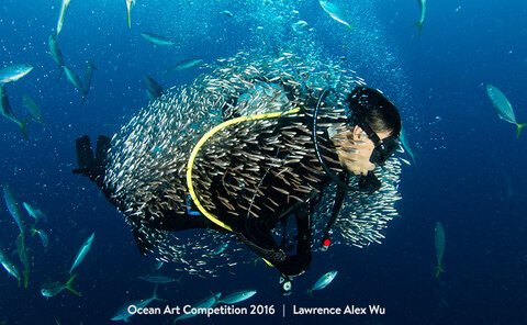 "Bait Ball Cocoon" 1st Place- Lawrence Alex Wu