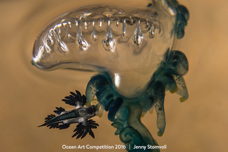 "The sea swallow feeding on the nematocysts of portuguese man of war jelly" 1st Place - Jenny Stomvoll