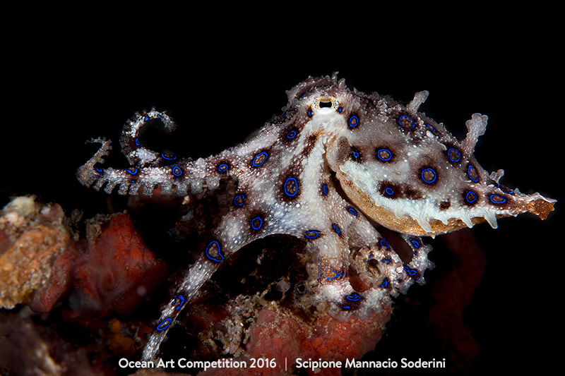 "My First Blue Ring Octopus" 1st Place - Scipione Mannacio Soderini