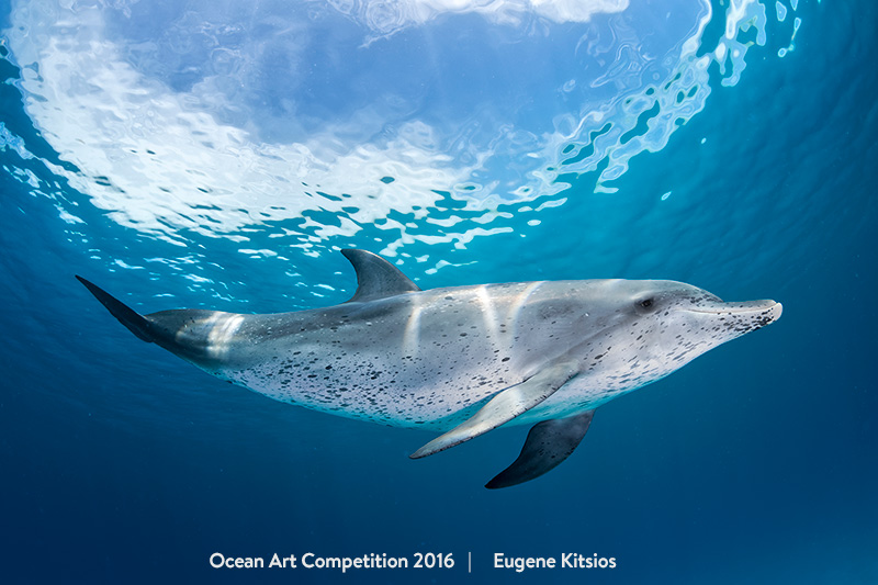 "Atlantic Spotted Dolphin" 1st Place - Eugene Kitsios