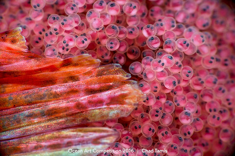 "Under My Wing" 1st Place - Chad Tamis