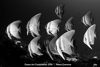 "Batfish in B&W" 2nd Place - Pietro Cremone