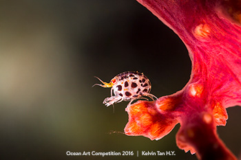 "The Leap" 2nd Place - Kelvin Tan H.Y.