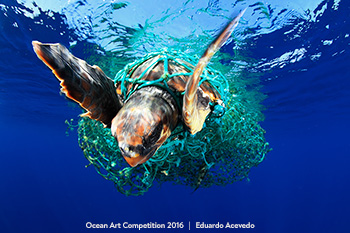 "Escape" 3rd Place – Eduardo Acevedo