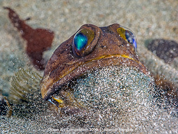 "Banded Jawfish in Action" 3rd Place - Abimael Marquez