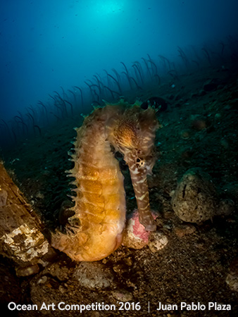 "El Vigía" 3rd Place - Juan Pablo Plaza