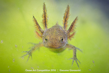 "Monster Face" 3rd Place - Giacomo Giovannini