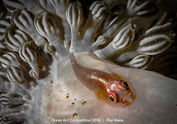 "Patience" 3rd Place - Pier Mane