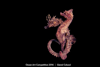 "The Strange Couple" 4th Place - Gianni Colucci