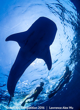 "A Whale of a Time" 4th Place - Lawrence Alex Wu