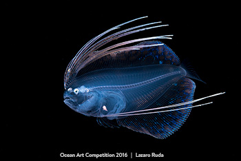 "Flamboyant Flounder" 4th Place - Lazaro Ruda