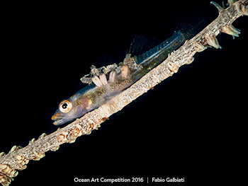 "Fading Away" 4th Place - Fabio Galbiati