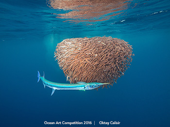 "The Hunt" 2nd Place - Oktay Calisir