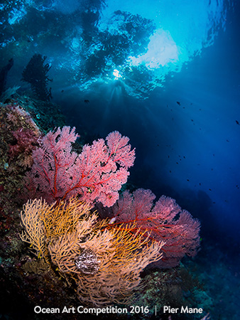 "Flowers in the Sky" 4th Place - Pier Mane