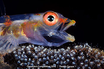 "Intensive care of a mother" 4th Place - Dennis Corpuz