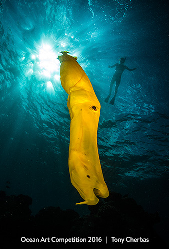 "Curious Animals" 4th Place - Tony Cherbas