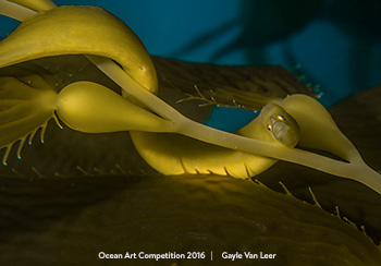 "Rare Find!" 5th Place - Gayle Van Leer