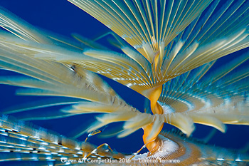"Dancer Sea Worm" 5th Place - Lorenzo Terraneo