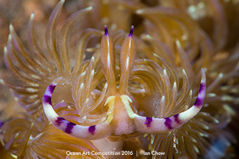 "Gentleman Nudi" HM – Ian Chow