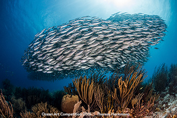 "Reef & Fish" 5th Place - Thomas Heckmann