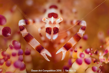 "Coleman shrimp" 5th Place - Yat Wai So