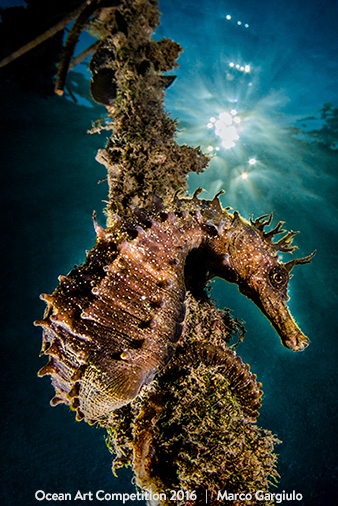 "Hyppo" 5th Place - Marco Gargiulo