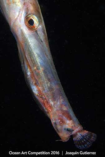 "Hungry" 5th Place - Joaquin Gutierrez