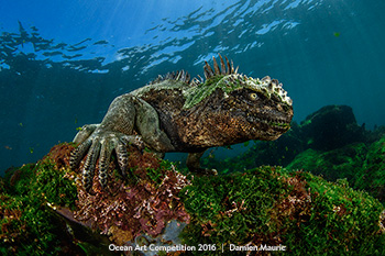 "Pacific Rim" 6th Place - Damien Mauric