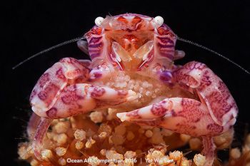 "Porcelain Crab with eggs" HM – Yat Wai So