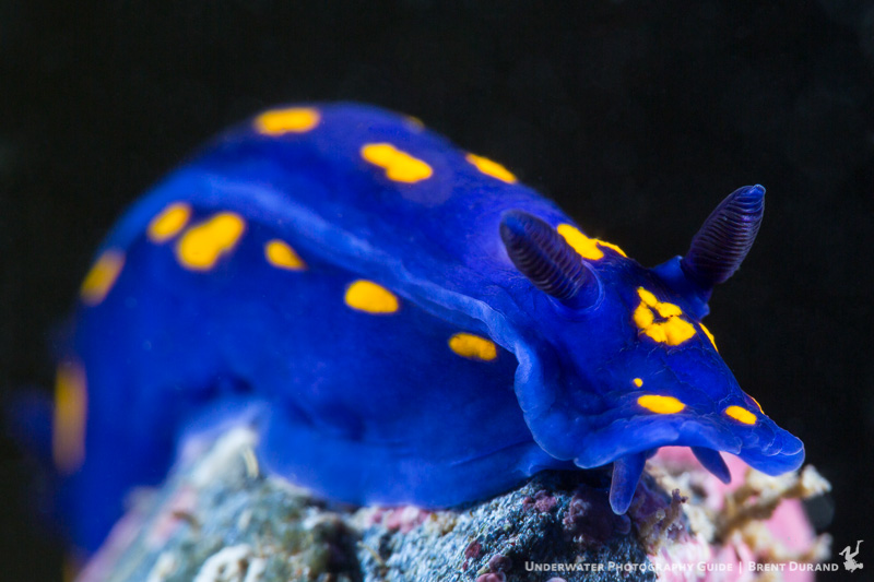 Dorid nudibranchs, like this Felimare Californiensis, can taste very bitter, and as a result, are left alone on the reef. Photo: Brent Durand