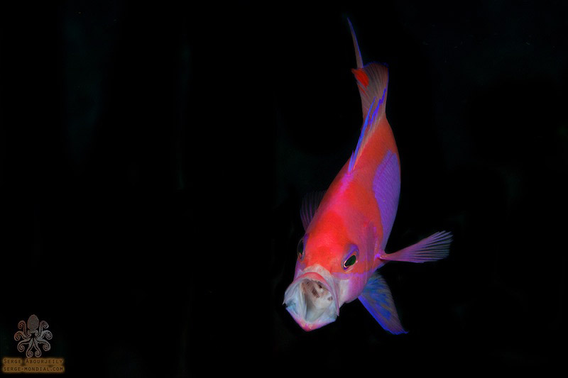 Catching an anthias mid-yawn. Photo: Serge Abourjeily