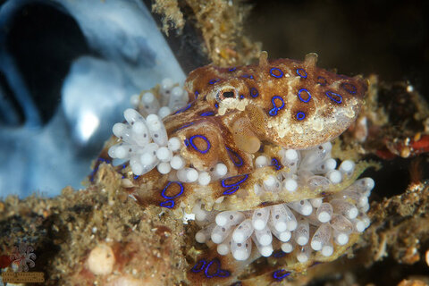 A blue-ringed octopus closely guards her eggs. Photo: Serge Abourjeily