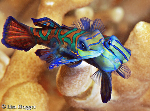 Mandarinfish begin to rise from the corals during their mating 'dance.'