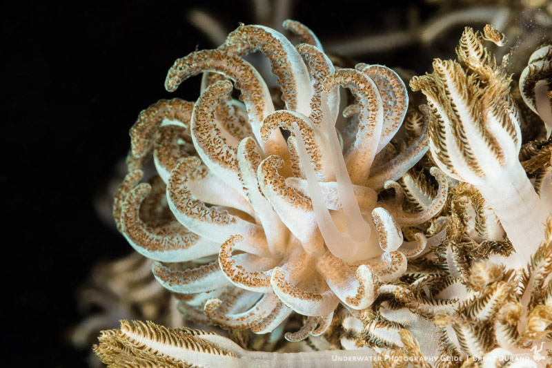 Fish (and divers) are very likely to swim right by the camouflaged Phyllodesmium jakobsenae nudibranch. Photo: Brent Durand