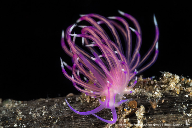 Just because the color of a nudibranch makes it stand out from the reef, it does mean it's weak. Photo: Brent Durand