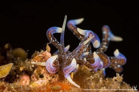 Nudibranchs are always a fun subject to shoot... even if they are a bit dangerous. Photo: Brent Durand