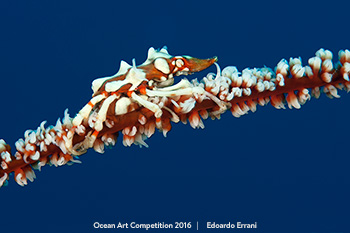 "Mimetism" HM – Edoardo Errani