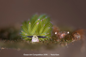 "Shawn the sheep and Shawn the shrimp" HM – Vania Kam