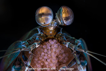 "Mantis Eggs" 6th Place - Greg Lecoeur
