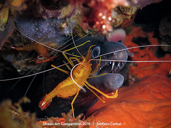 "Pulizia Meccanica" HM – Stefano Cerbai