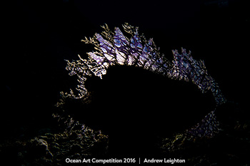 "Purple Rhinopia" HM – Andrew Leighton