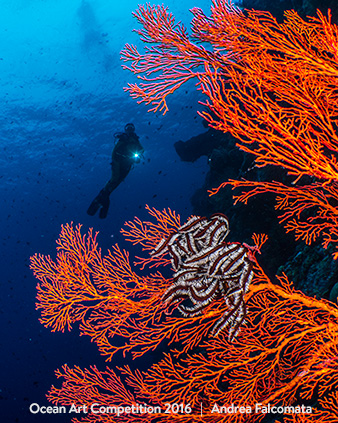 "Gorgonia e Crinoide" HM – Andrea Falcomatà