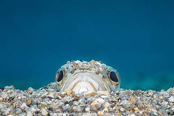 "Gazes from the blue" 5th Place - Maurizio Pasi