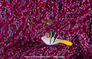 "Mimic Filefish" 5th Place – Peter McGee