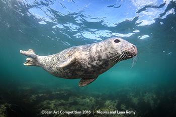 "Grey Seal Sun-Bathing" HM - Nicholas Remy