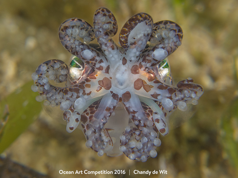 "BOB" HM – Chandy de Wit