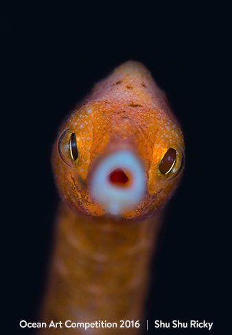 "Hong Kong Dragon" HM - Shu Shu Ricky